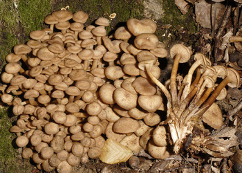 Ringloser Hallimasch (Armillaria tabescens) - © Heinz Prelicz